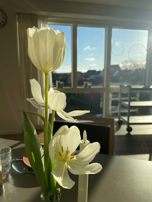 tulipan 22