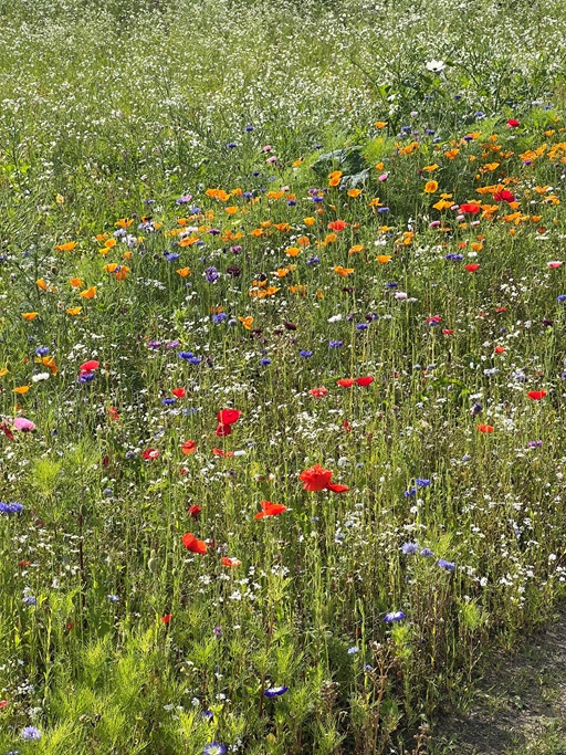 blomstermark1