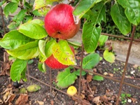 Frugt i haven