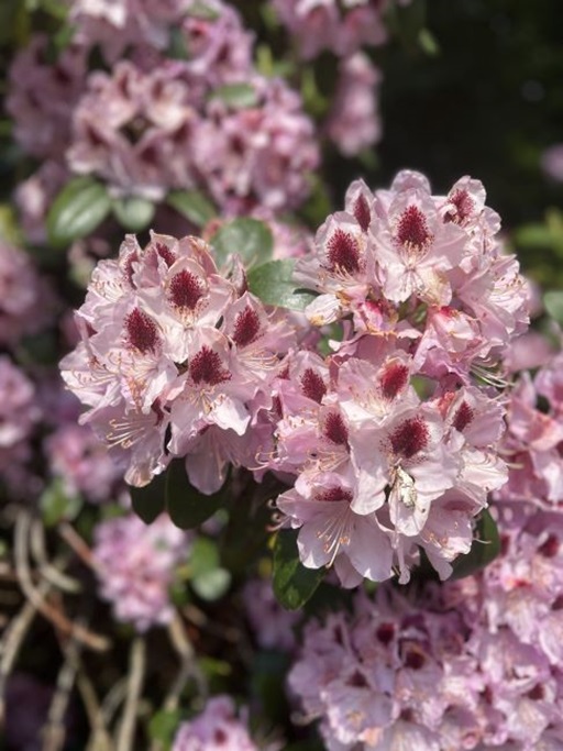 saltumplejecenterblomst31
