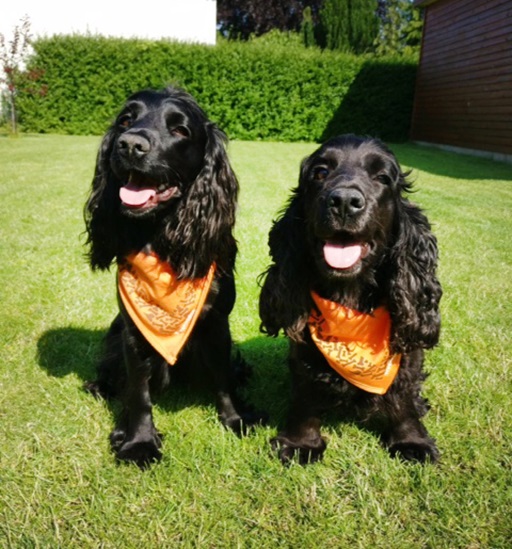 stokkemarkedhundeweb1