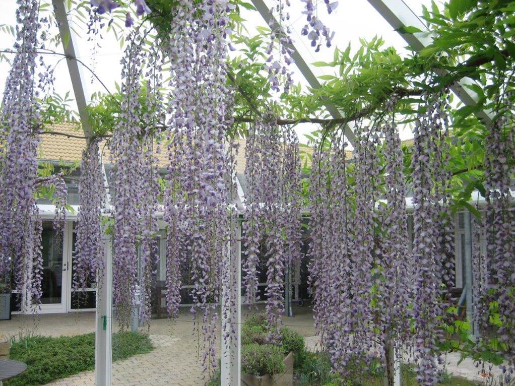 Røde Kors Hjemmet Blåregn i drivhus