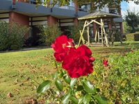 have med blomst1